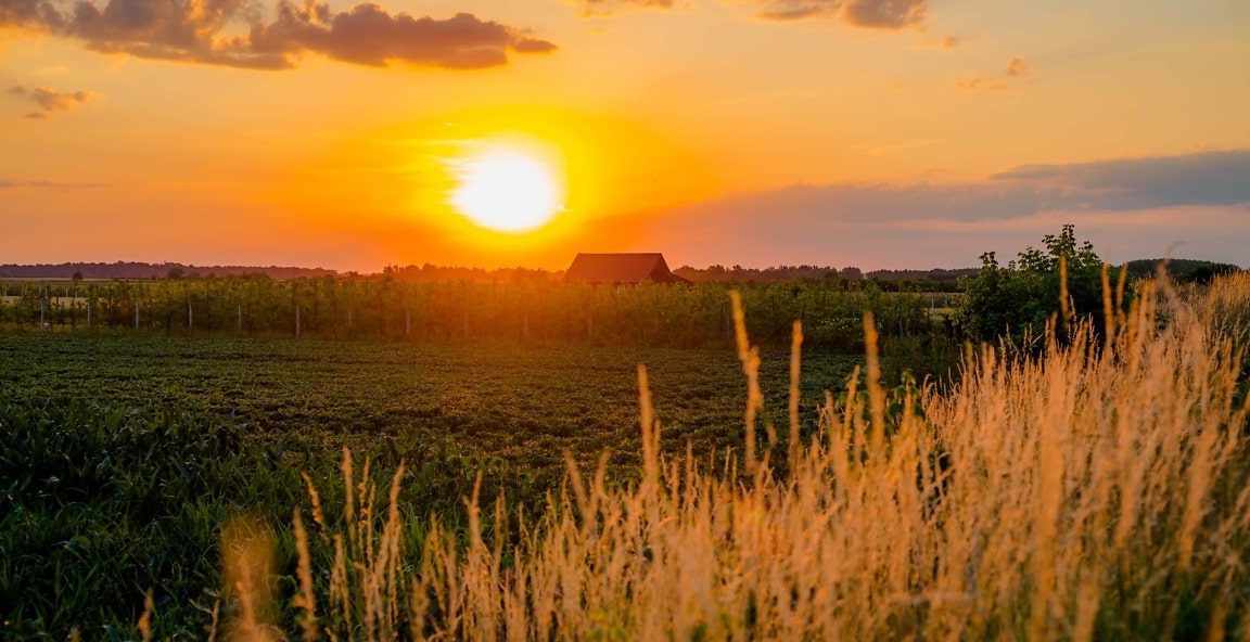 Biodiversiteit en de biologische sector