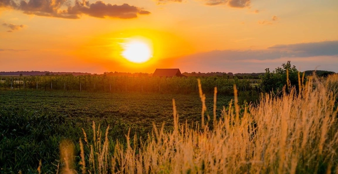 Biodiversiteit en de biologische sector